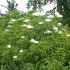 Sambucus racemosa форма желтая